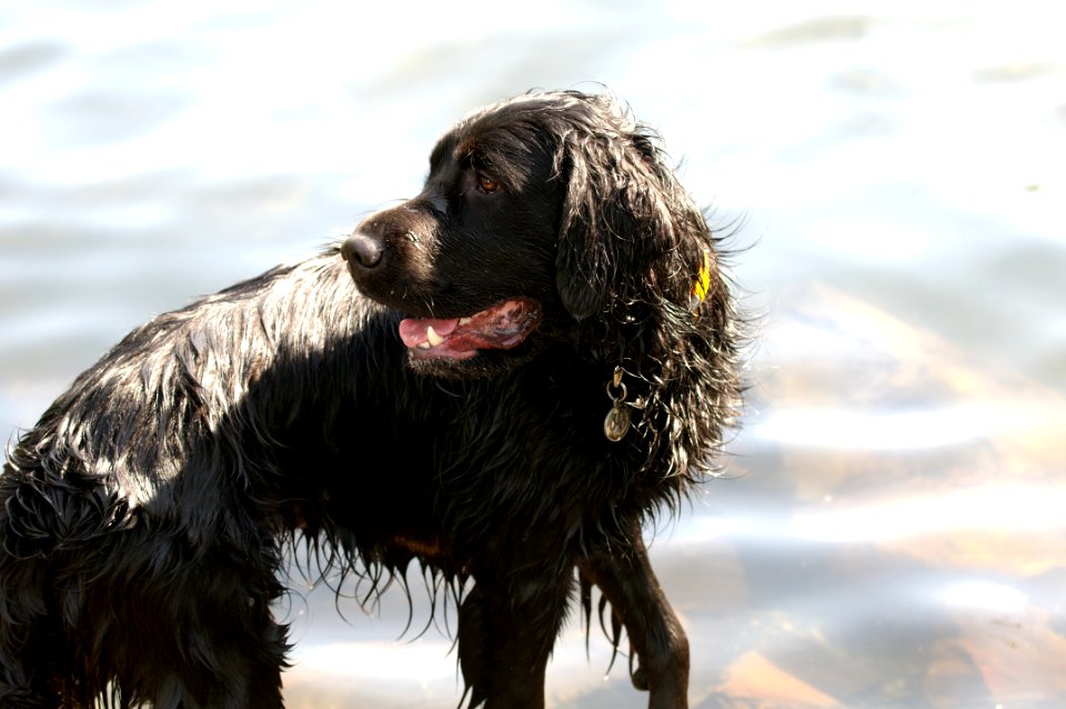 Wet Black Dog With Head Turned In Front Of Water