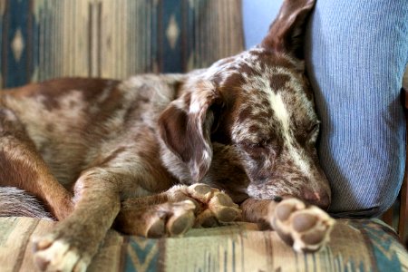 201736537 King Of The Naps