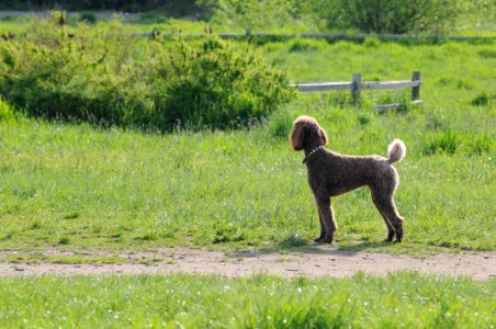 Dog Holding Ball Looking Away
