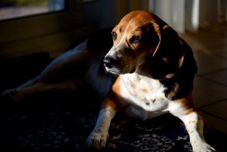 Sunlit Beagle
