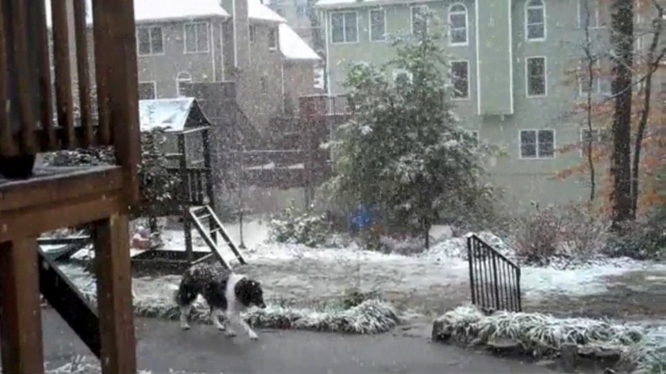 Cole Dog In The Snow