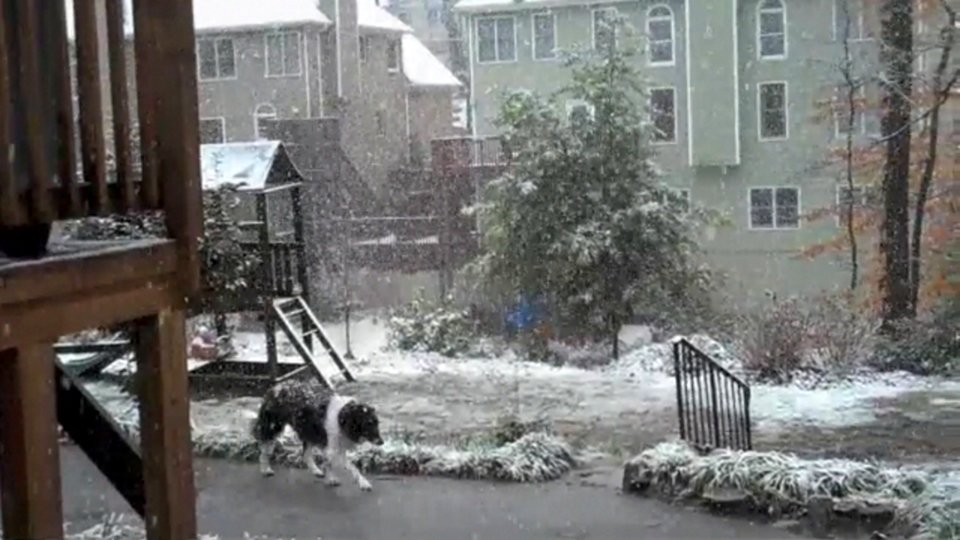 Cole Dog In The Snow photo