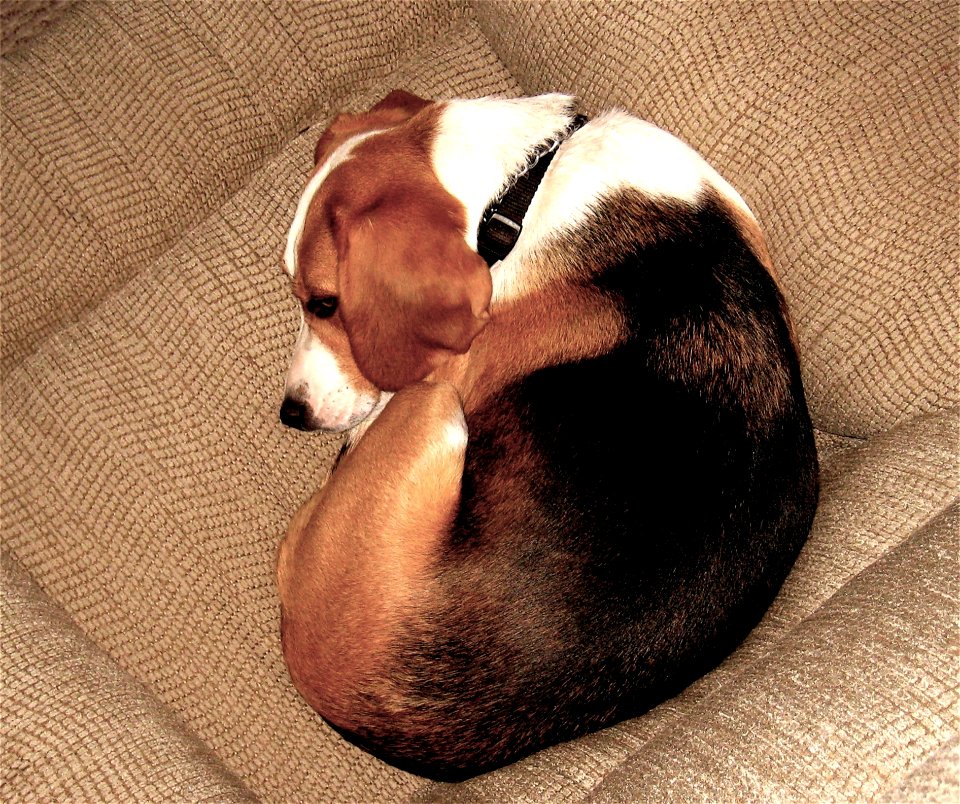 Comfortable Beagle