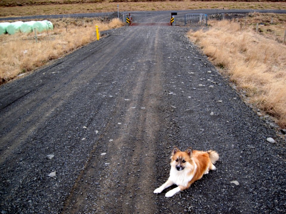 Guarding The Driveway