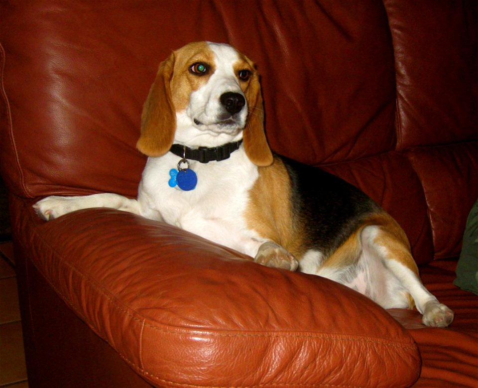 Queen Of The Couch
