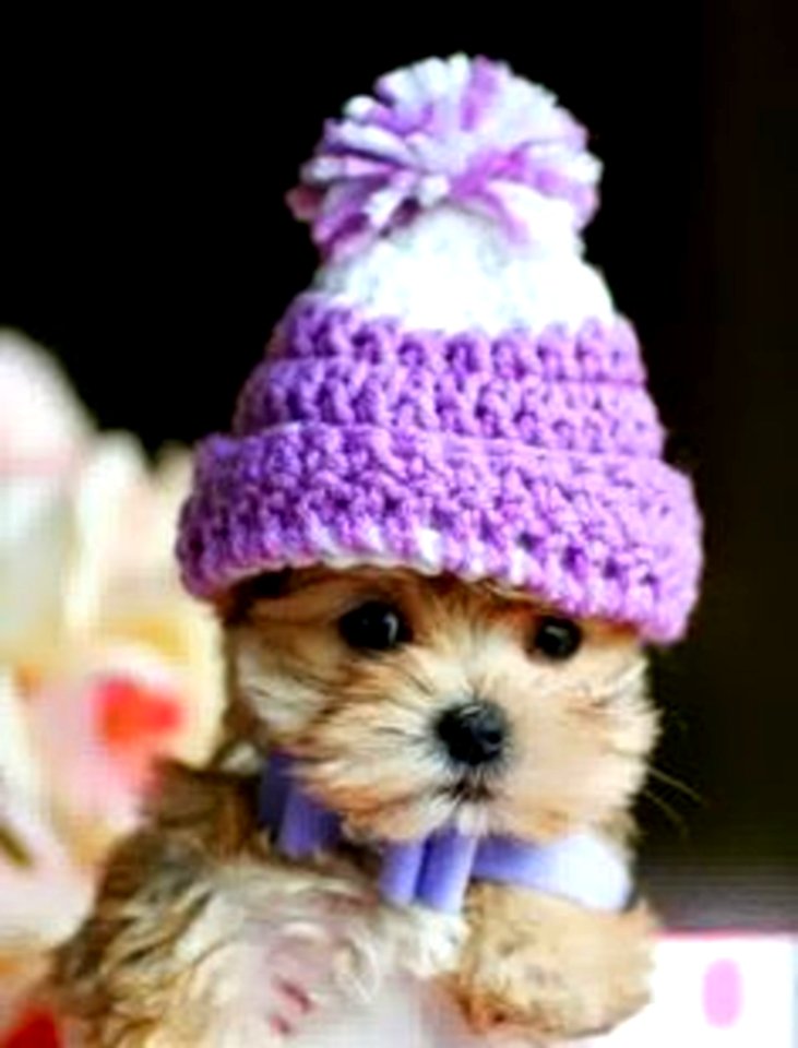 Cute Puppies  December 18 2015 At 0550PM