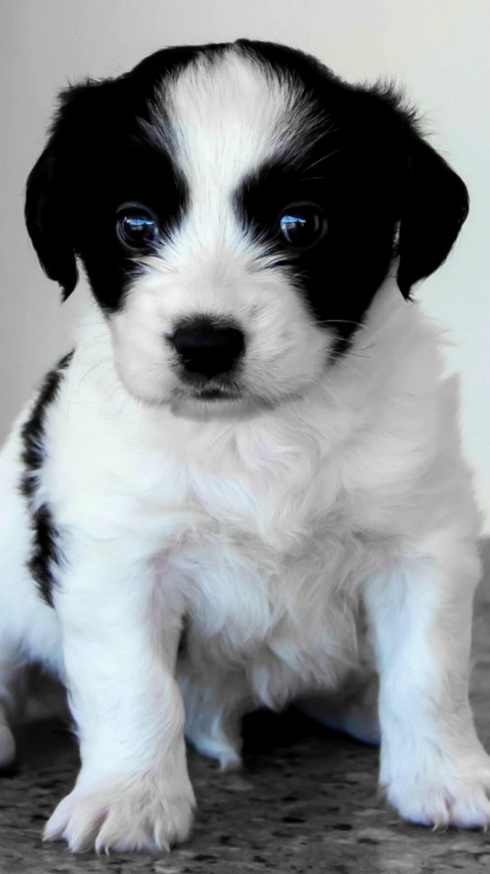 Cute Puppies  January 26 2016 At 0101PM