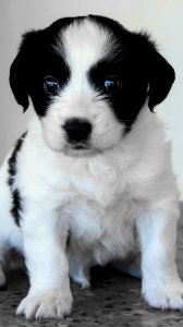 Cute Puppies  January 26 2016 At 0101PM