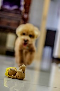 Caniche Dog Hdda70mmf24limited Pentaxk3ii