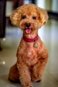 Caniche Dog Hdda70mmf24limited Pentaxk3ii