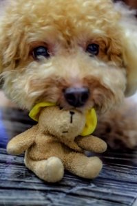 Caniche Dog Hdda70mmf24limited Pentaxk3ii