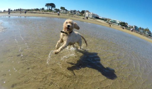 Maggie At Brighton Dog Beach