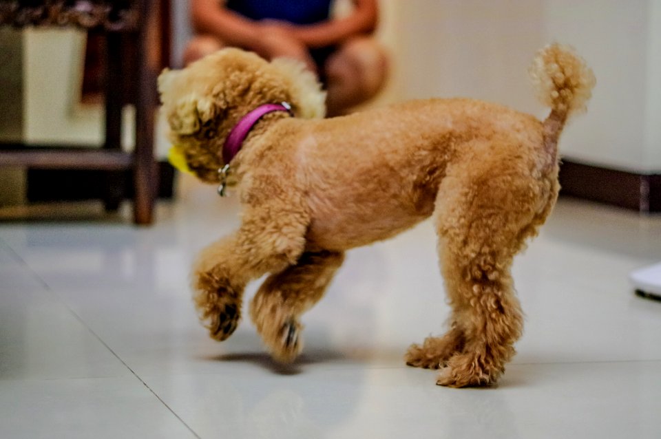Caniche Dog Hdda70mmf24limited Pentaxk3ii