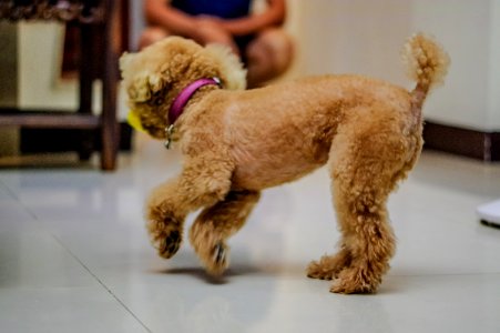 Caniche Dog Hdda70mmf24limited Pentaxk3ii