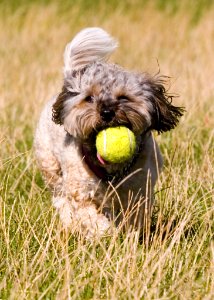 Dogs - 007 - 08242006