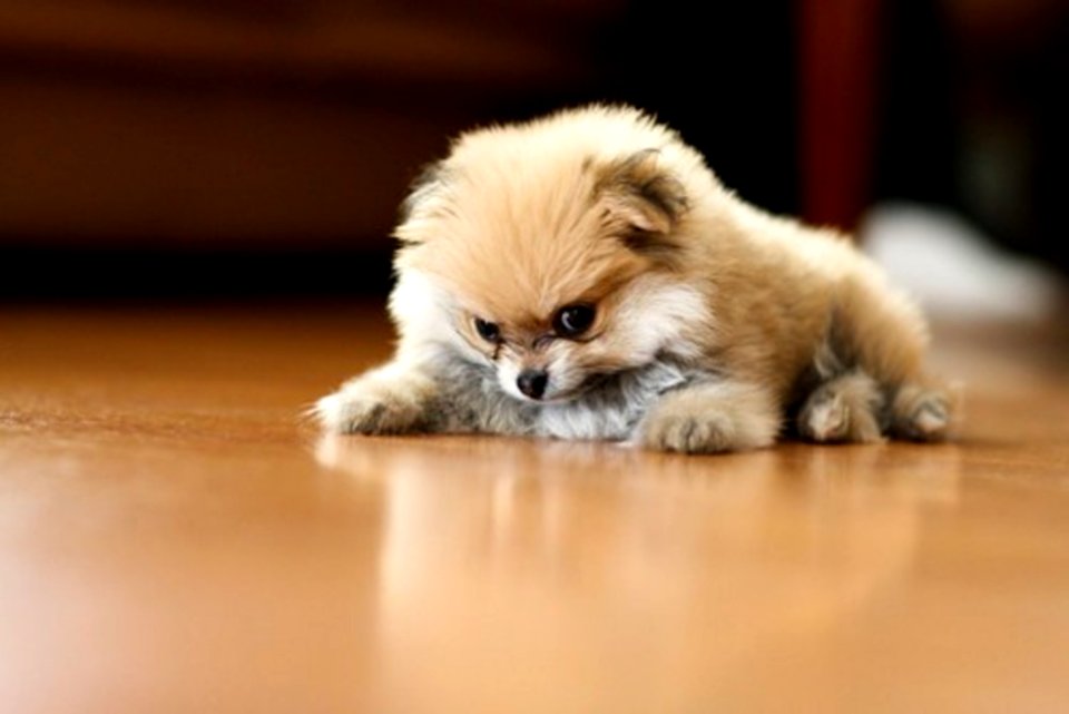 Cute Puppies  December 19 2015 At 0421AM