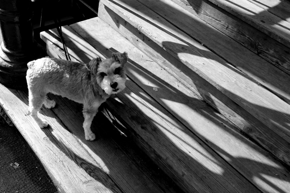 090 - Bow Wow Wow - 28January2016 Vancouver X100T Oocjpeg