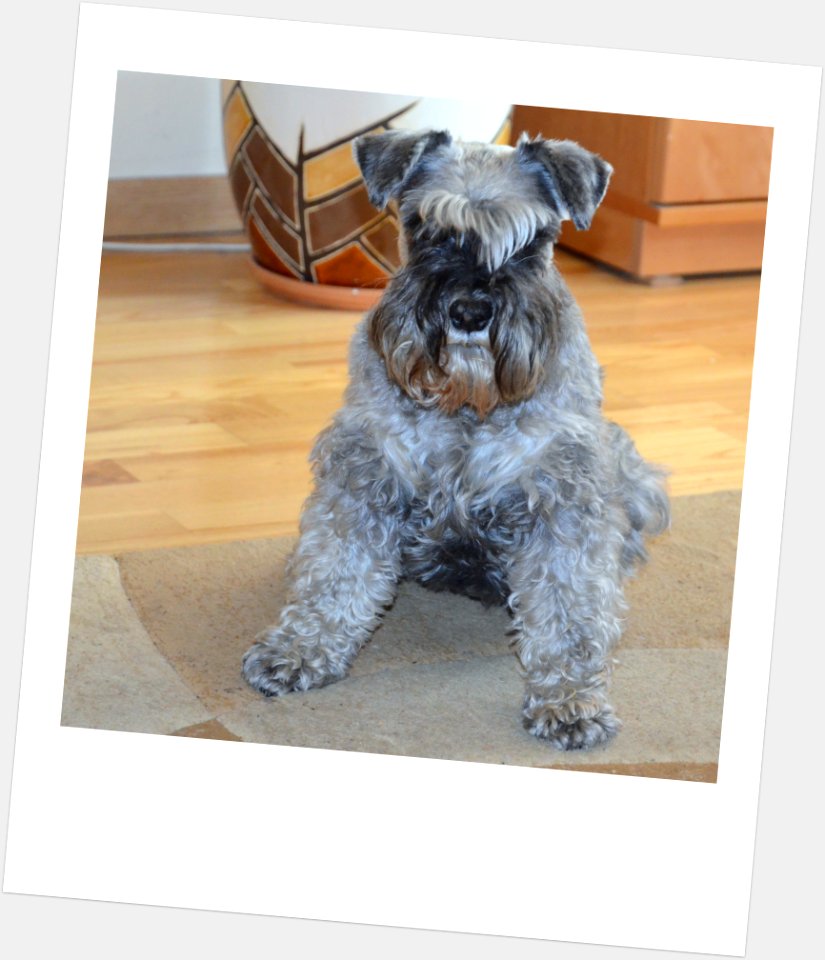 American Schnauzer Rossa My Dog