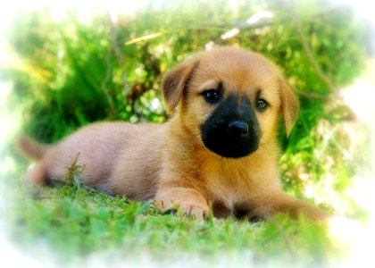 Wild Puppy