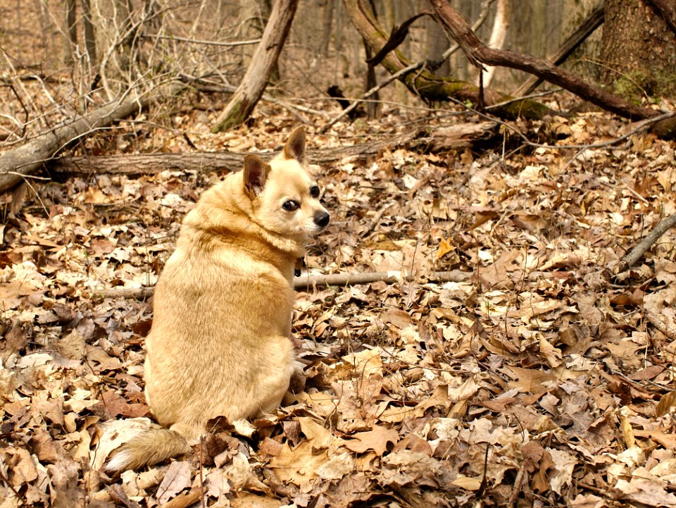 Carnivore Wood Fawn Twig