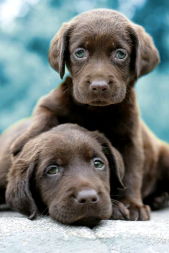 Cute Puppies  December 18 2015 At 0422AM
