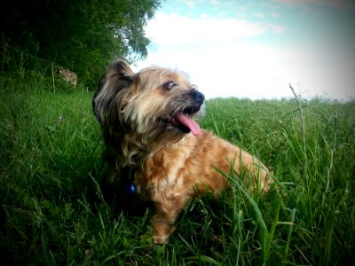 Lisa-the-dog