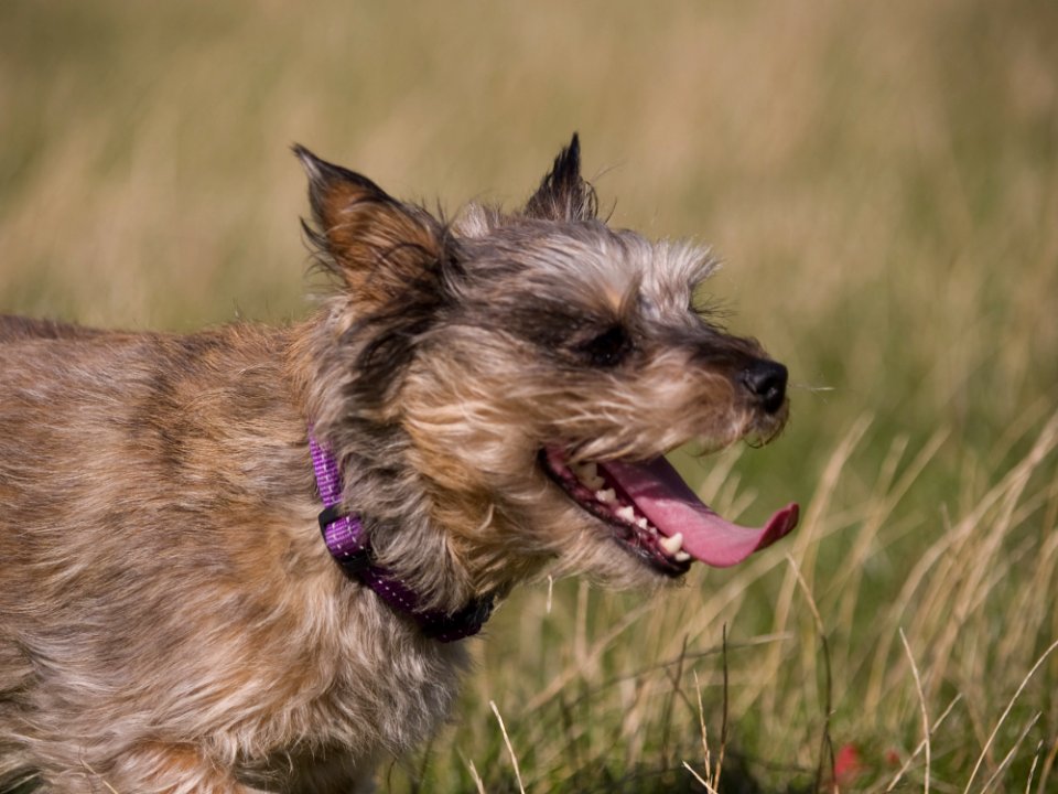 Dogs - 030 - 08242006