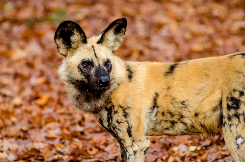 African Wild Dog photo