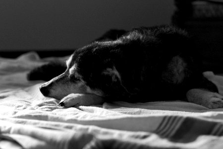 2014365299 What Dogs Dream About