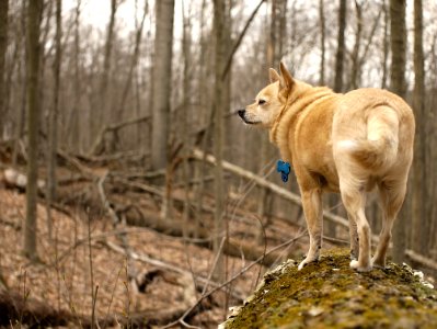 Dog Tree Wood Plant