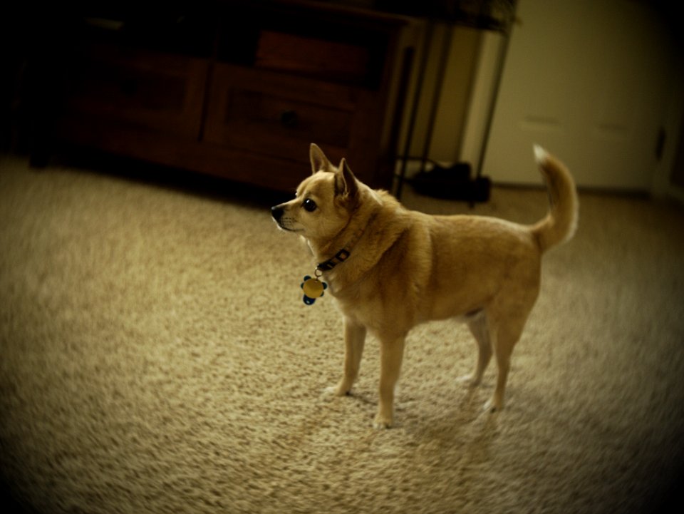 Dog Cabinetry Dog Breed Carnivore