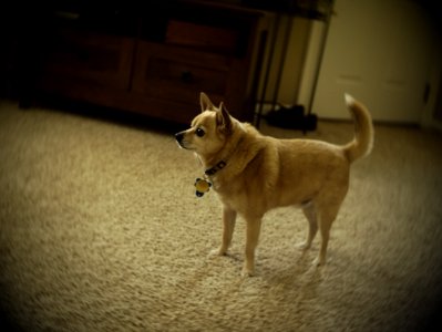 Dog Cabinetry Dog Breed Carnivore