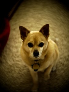 Dog Carnivore Dog Breed Whiskers photo