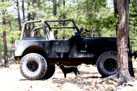 Small Dog Lifts Jeep