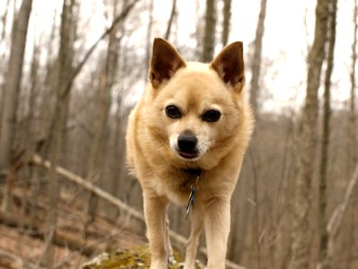 Dog Carnivore Spitz Tree photo