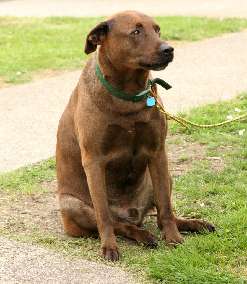 A Cute Dog At The Polling Station