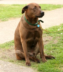 A Cute Dog At The Polling Station