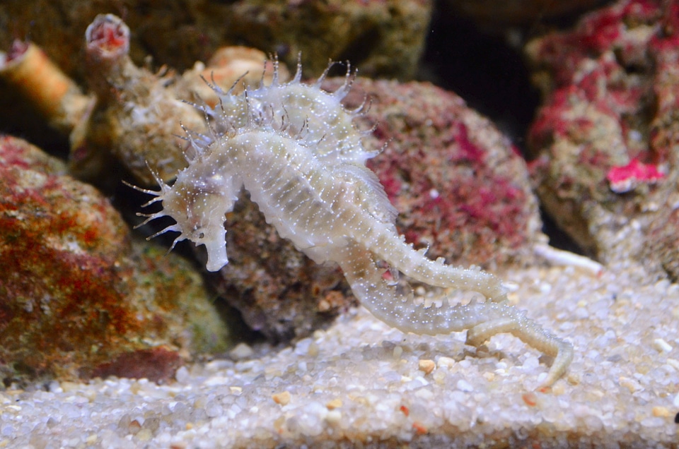 Sea ocean underwater