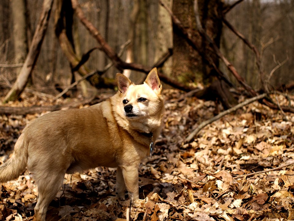 Dog Carnivore Dog Breed Fawn