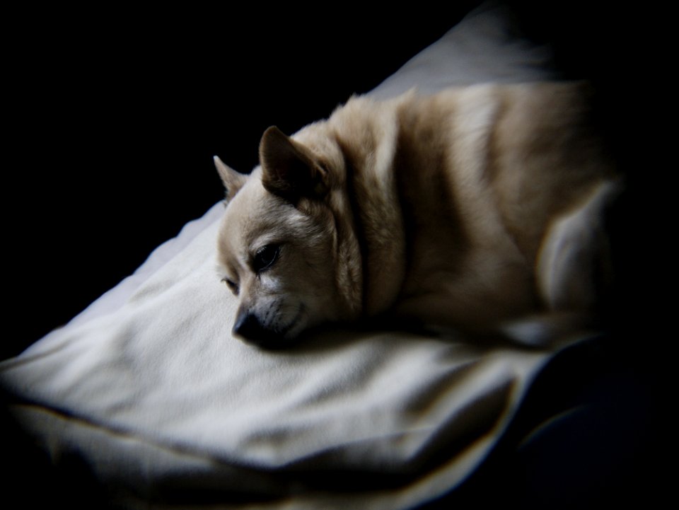 Dog Dog Breed Felidae Carnivore