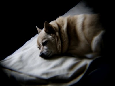 Dog Dog Breed Felidae Carnivore