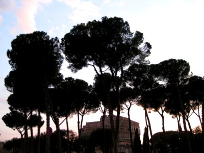 Sant-angelo-castle-seen-behind-pine-trees