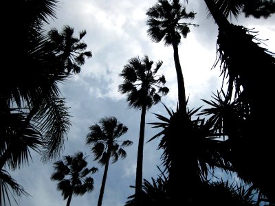 Row-of-palm-trees