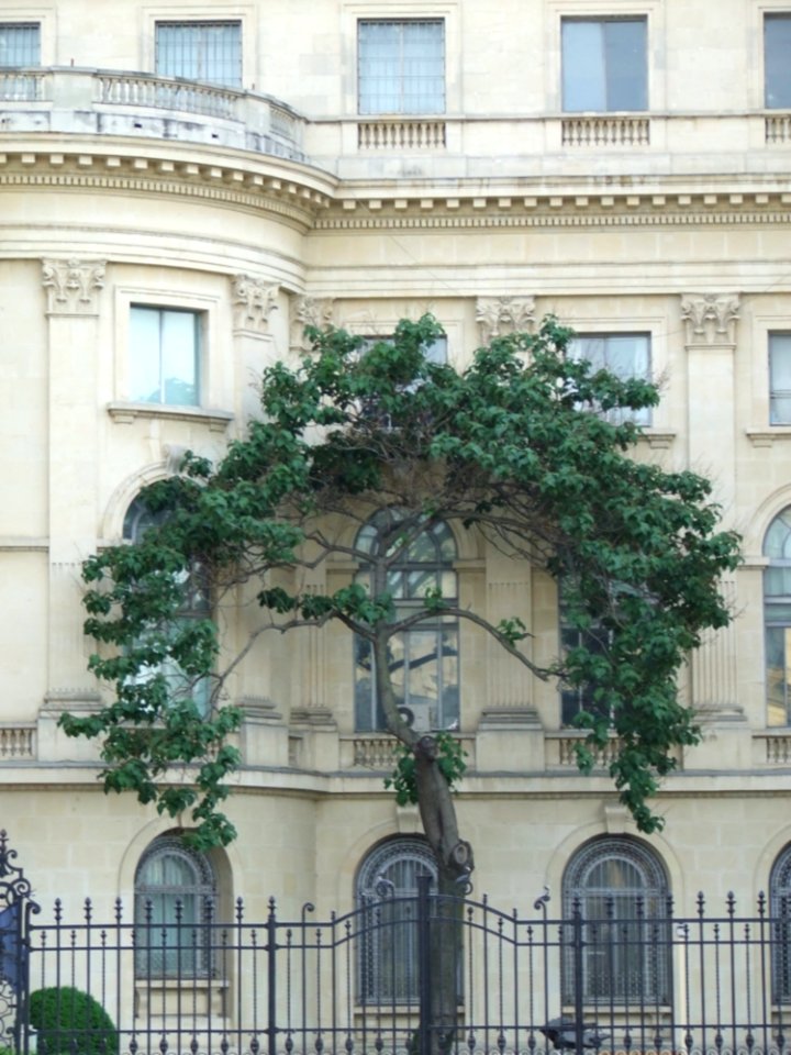 Royal-palace-courtyard-tree