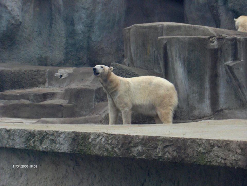 Polar-bear-sniffing