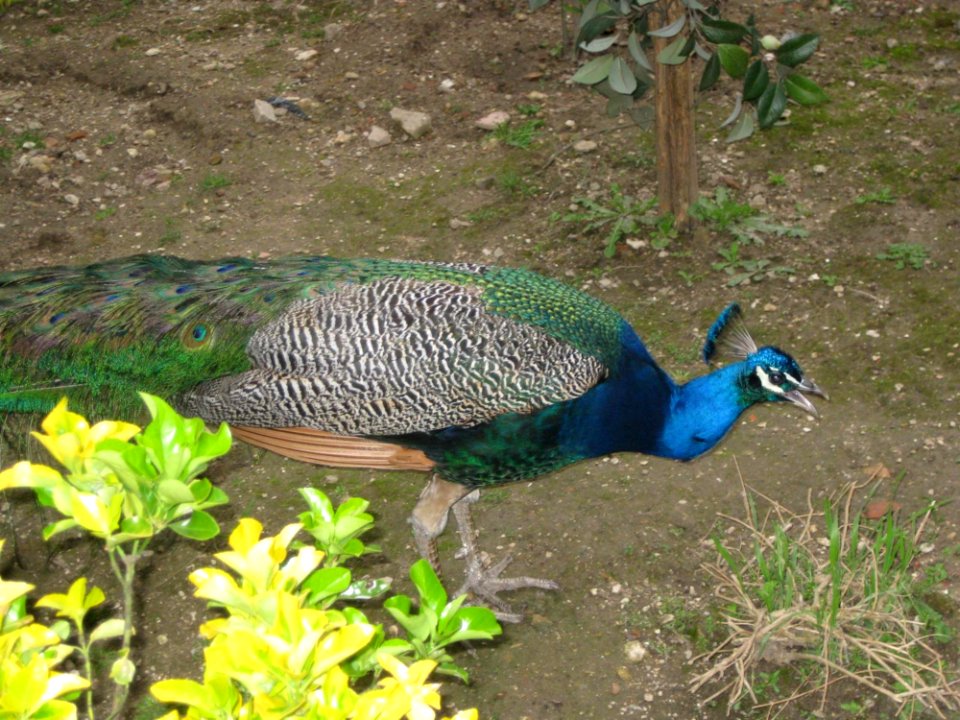 Peacock-in-the-castle-gardens