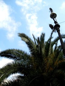 Palm-tree-next-to-lamp-post photo