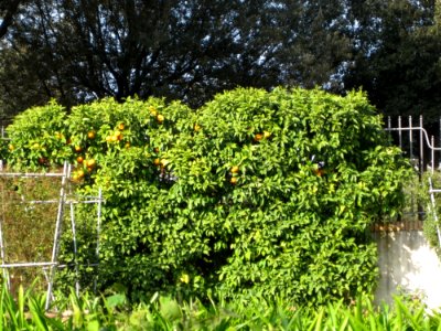 Orange-trees-in-villa-borghese