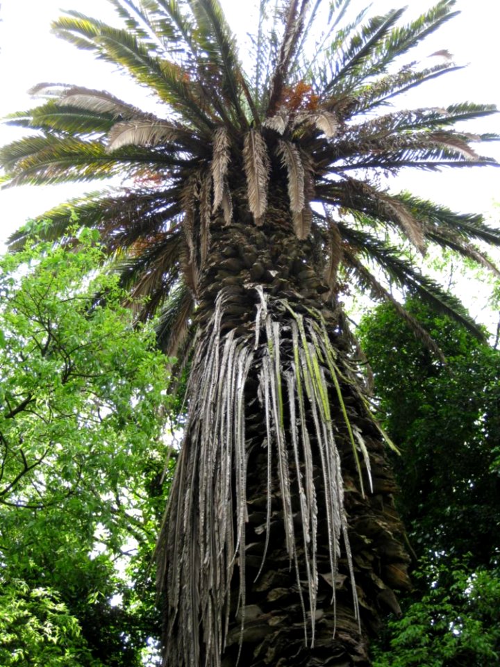 Palm-tree