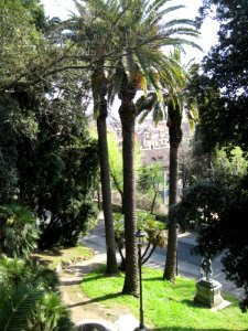 Palm-trees-on-poncio-hill